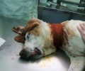 Νέα Μάκρη: Ο σκύλος ζούσε με την πληγή γύρω από το λαιμό του